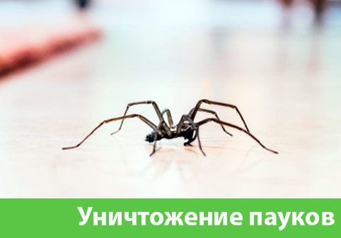 Избавиться от пауков в городе Искитим