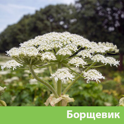 Борщевик в Искитиме