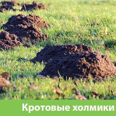Кроты на участке в Искитиме
