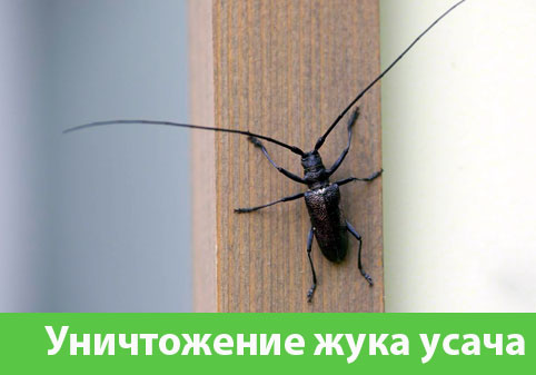 Обработка от жука усача в городе Искитим