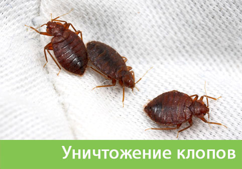Уничтожение клопов в городе Искитим