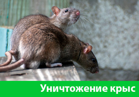 Уничтожение крыс в городе Искитим