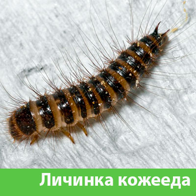 Личинка Кожееда в Искитиме