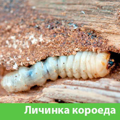 Уничтожение личинок короеда в Искитиме