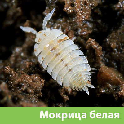 Мокрица в Искитиме фото