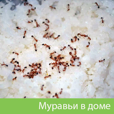 Муравьи в доме в Искитиме
