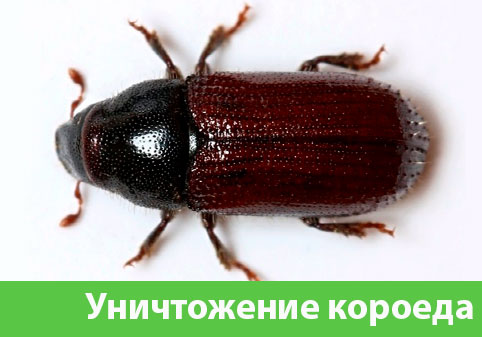 Обработка от древоточца в городе Искитим
