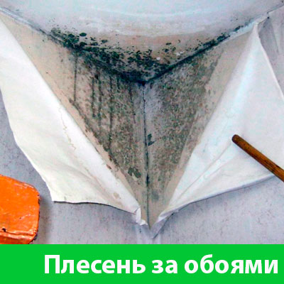 Удаление плесени в Искитиме