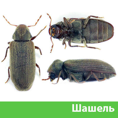 Обработка от шашеля в городе Искитим