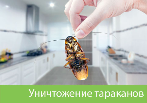 Уничтожение тараканов в городе Искитим