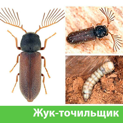 Уничтожение точильщика и личинок в Искитиме