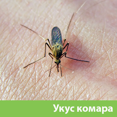 Укусы комаров в Искитиме