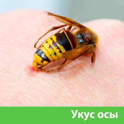 Профессиональное уничтожение ос и шершней в Искитиме