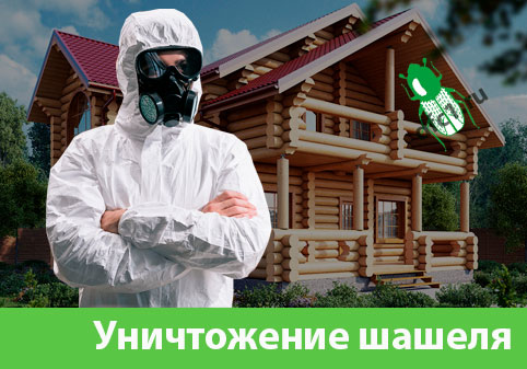 Уничтожение шашеля и личинок в Искитиме