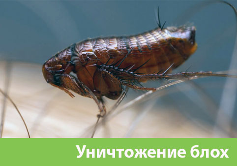 Уничтожение блох в городе Искитим