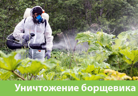 Уничтожение Борщевика в городе Искитим