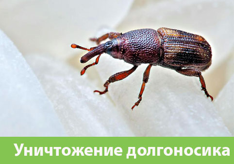 Уничтожение долгоносиков в городе Искитим