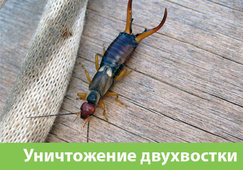 Уничтожение двухвостки в городе Искитим