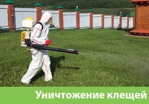 Уничтожение клещей в городе Искитим