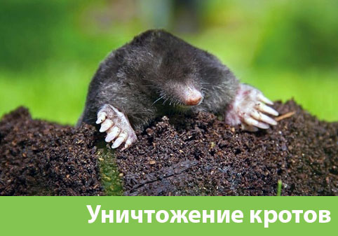 Уничтожение кротов в городе Искитим