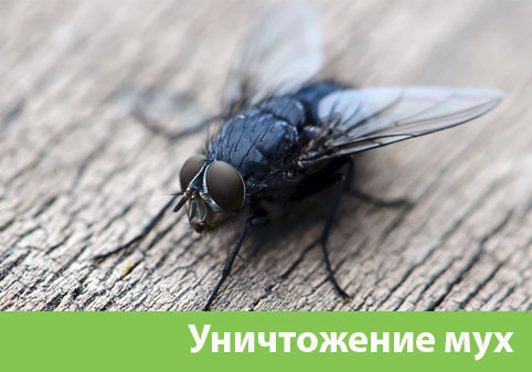 Уничтожение мух в городе Искитим