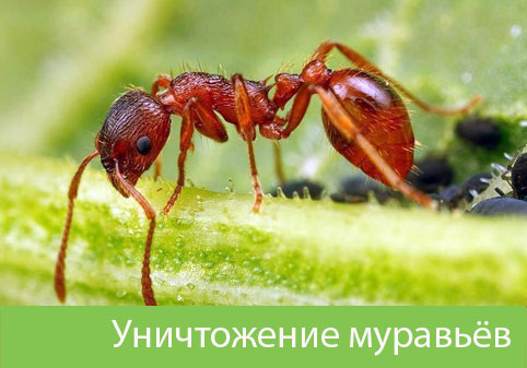 Уничтожение муравьёв в городе Искитим