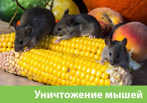 Уничтожение мышей в Искитиме