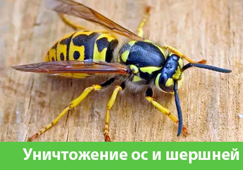 Уничтожение ос и шершней в городе Искитим
