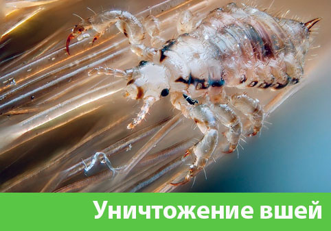 Уничтожение вшей в городе Искитим